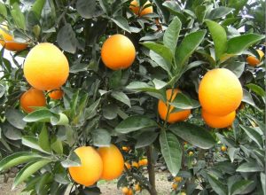 脐橙种植成本和利润(脐橙树的生长过程)-安远脐橙