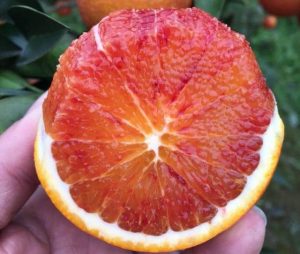 红肉脐橙果树的栽培技术-安远脐橙