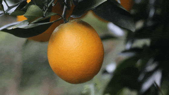 脐橙追肥什么时间施比较好