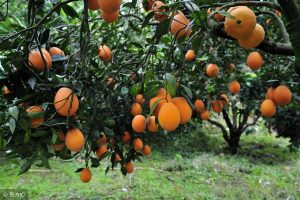 纽荷尔脐橙高产栽培技术(纽荷尔脐橙亩产量多少斤)-安远脐橙