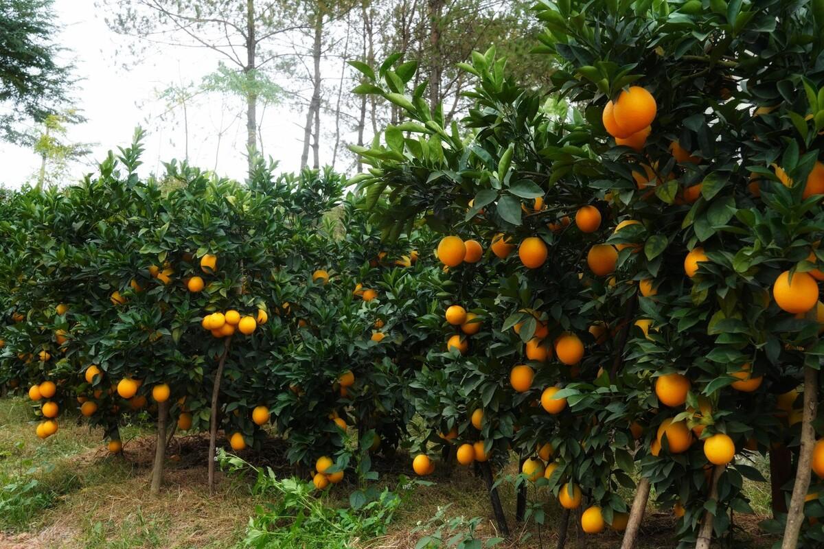 赣南脐橙是如何一步步做到中国脐橙界的NO.1