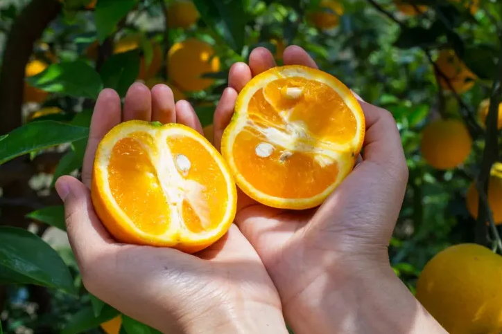 柑橘新品种有哪些(	柑橘最好的三大品种)