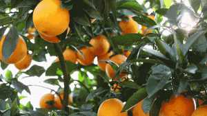 脐橙树苗干冻和湿冻有什么区别-安远脐橙