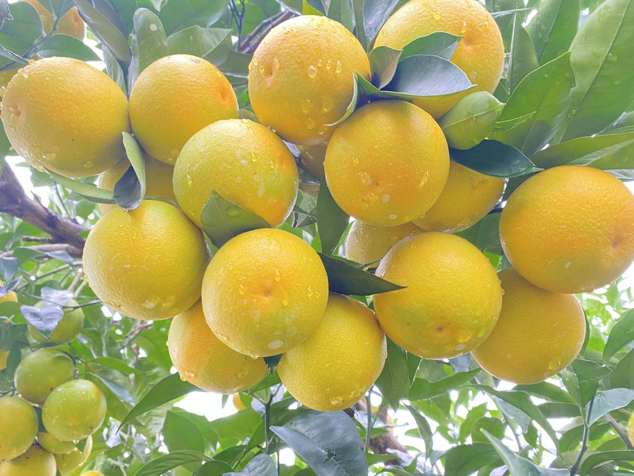 真正有前景的柑橘新品种(未来三年最受欢迎柑橘品种)