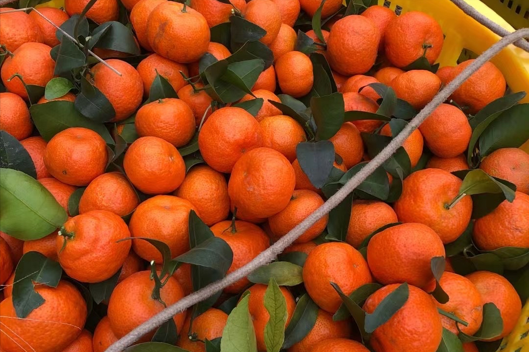 柑橘什么品种最好(	柑橘类水果有哪些)