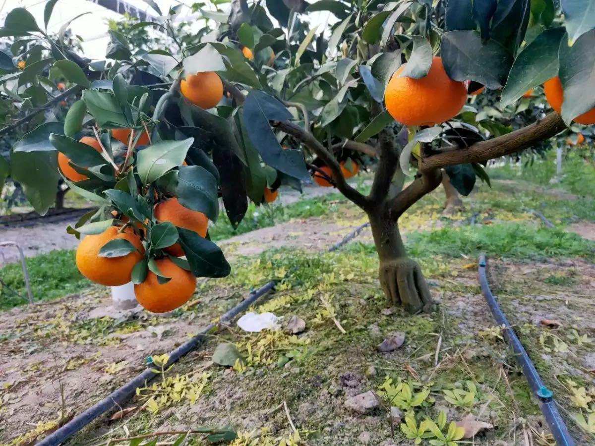 田里脐橙可以放水灌溉吗(脐橙多久灌一次水)