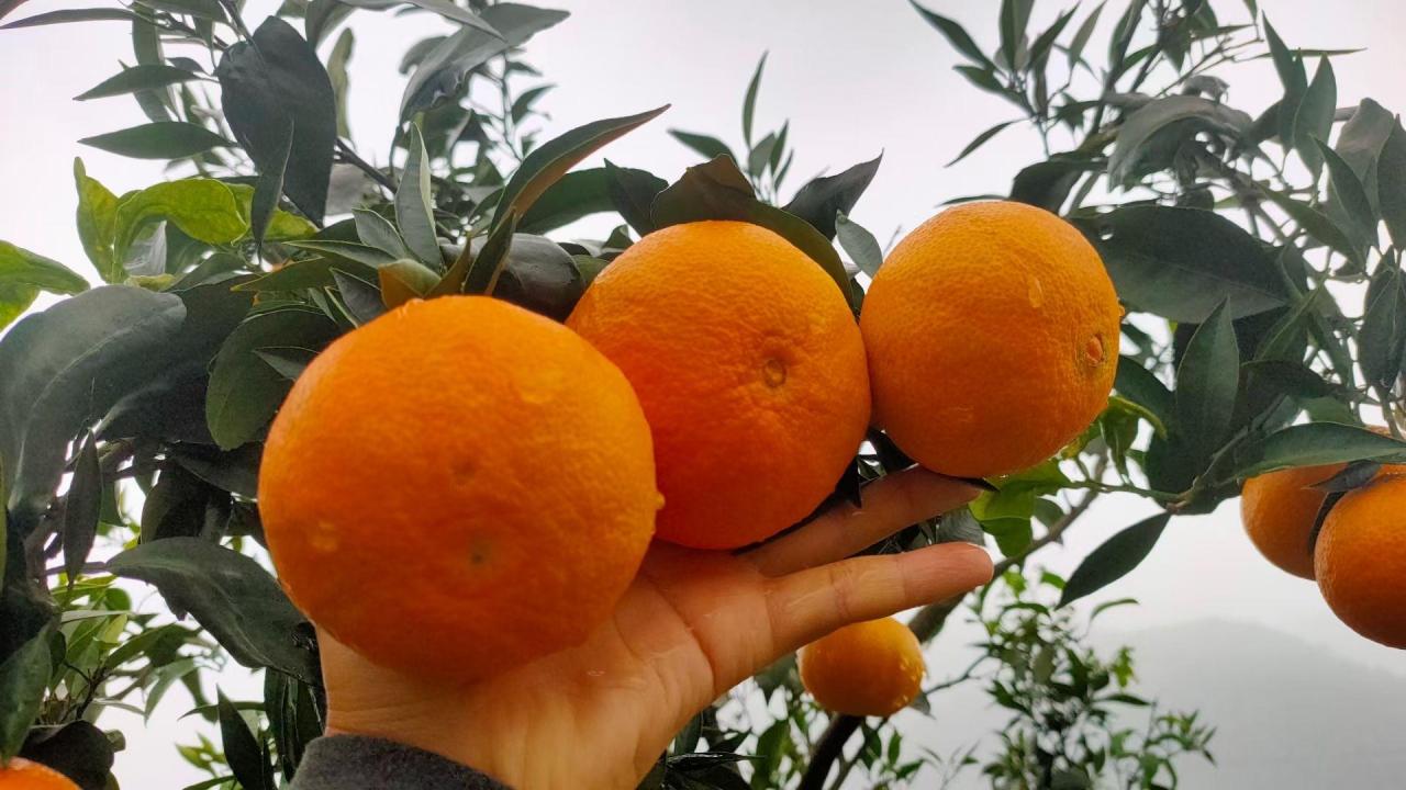柑橘什么品种最好(	柑橘类水果有哪些)