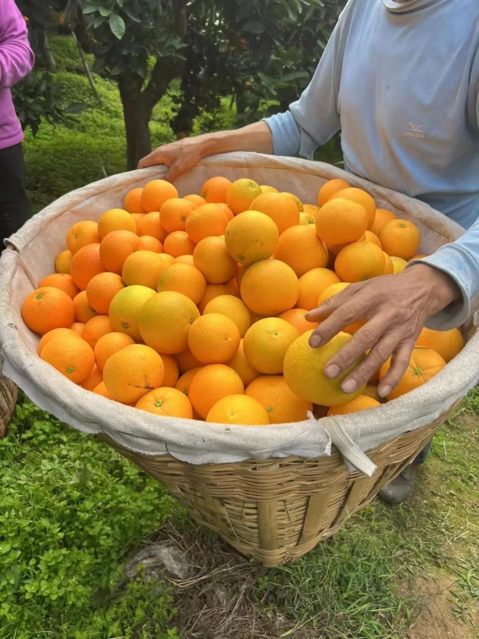 秭归脐橙是著名的“中国脐橙之乡”