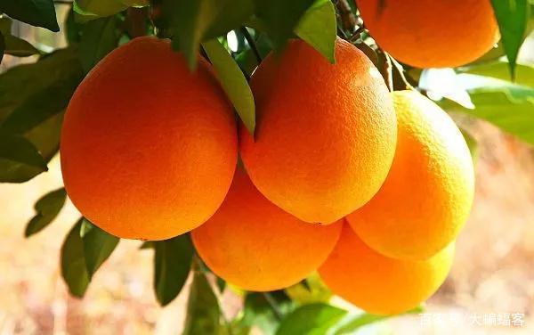 脐橙属于仁果类水果吗(脐橙是属于什么水果)