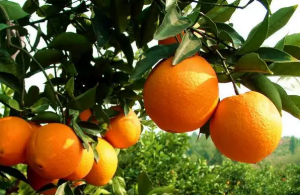 图片[1]-到底凭什么赣南脐橙是国家名果品牌-安远脐橙