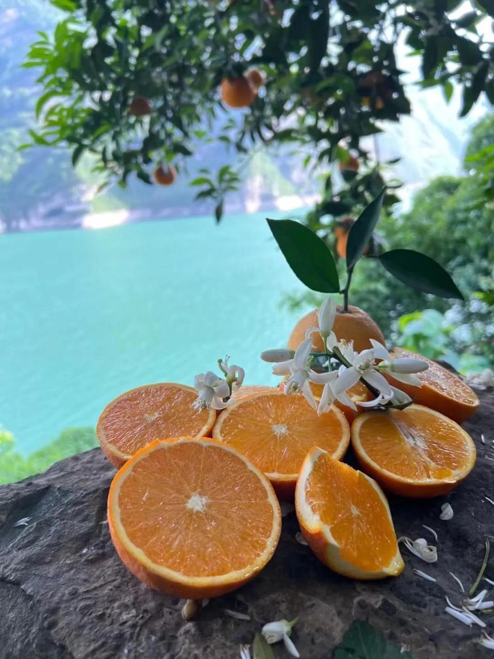 秭归脐橙是著名的“中国脐橙之乡”