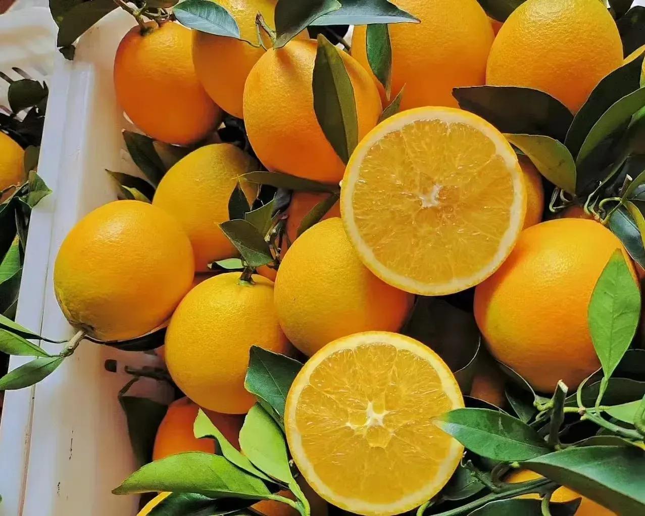 赣南脐橙是什么土地种植的