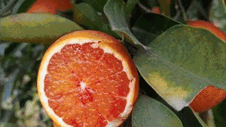 橙子的品种有哪些？你知道吗？