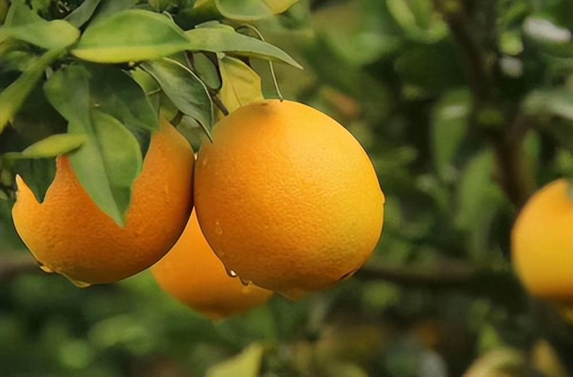 脐橙什么品种果形最大