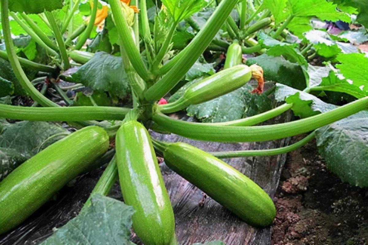 西胡瓜在家的种植方法