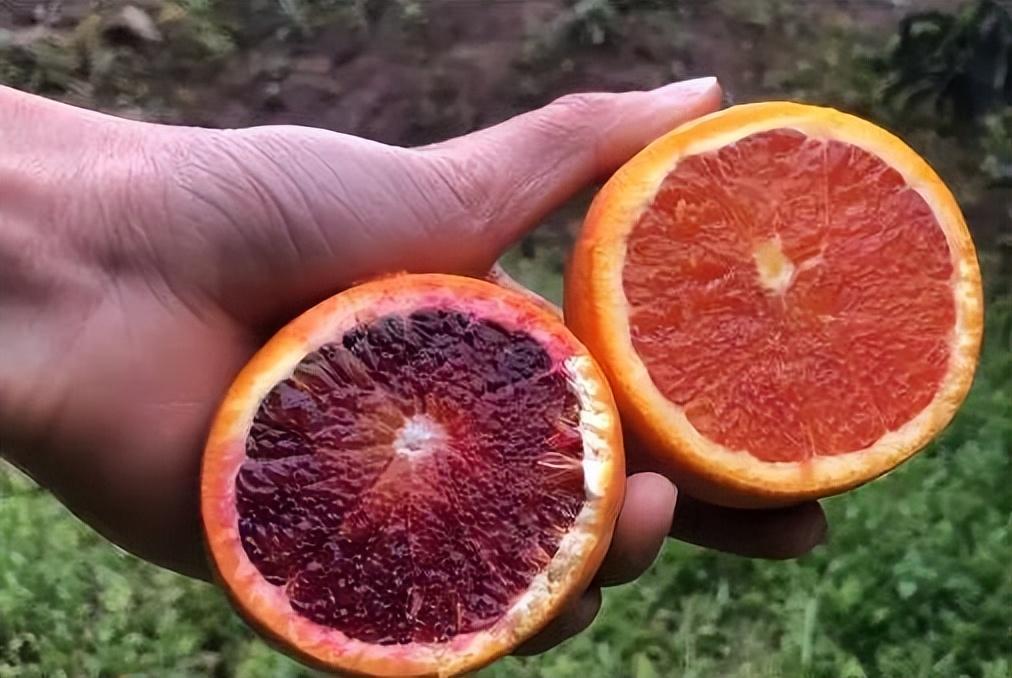 玫瑰香橙和血橙的区别在哪