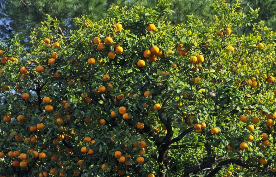 猪粪尿能满足脐橙树生长吗