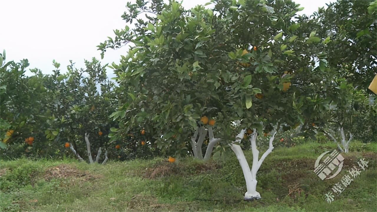 200亩脐橙果园一年挣多少钱