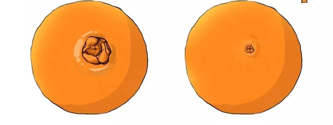 赣南脐橙为什么有长的有圆的