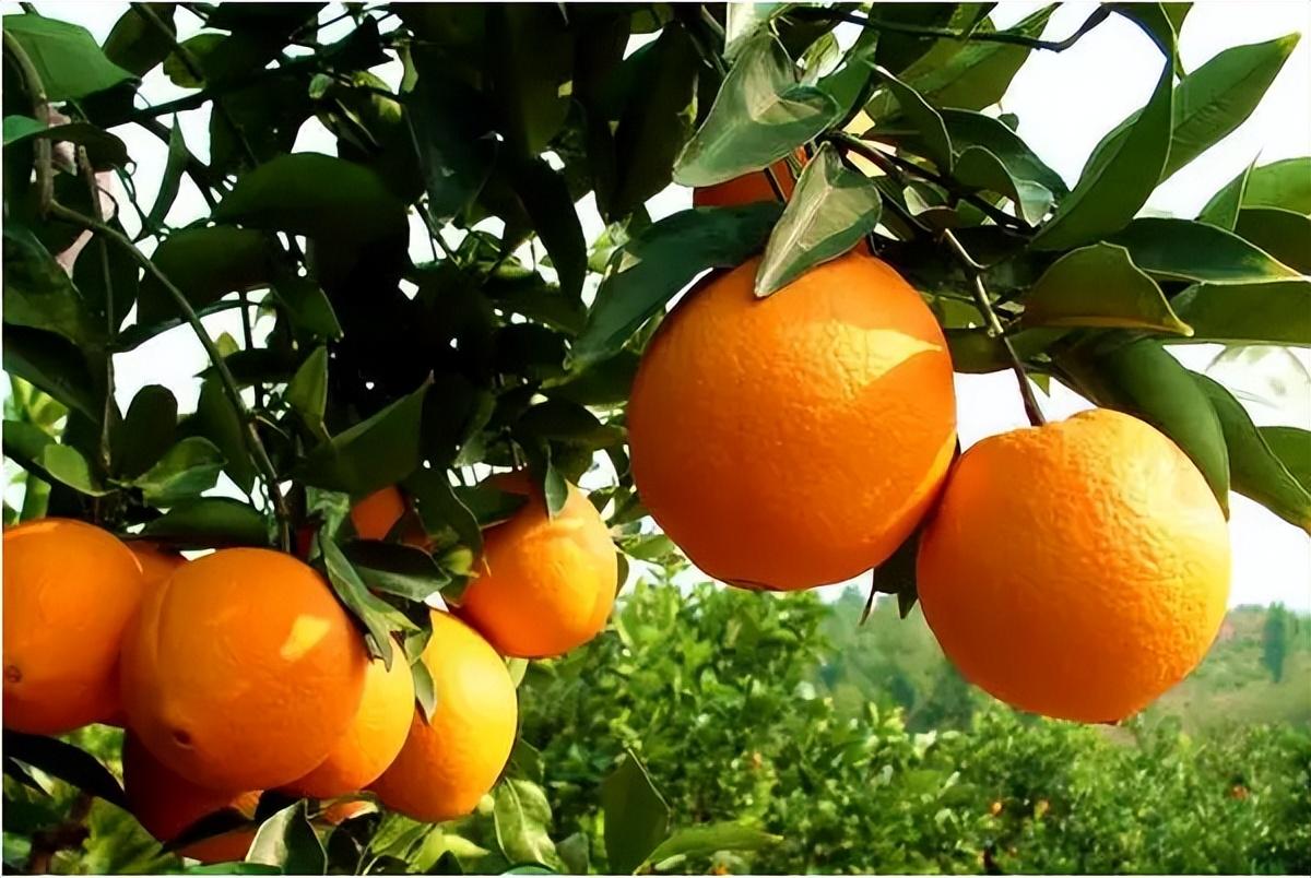 赣南脐橙哪个品种最甜最好吃