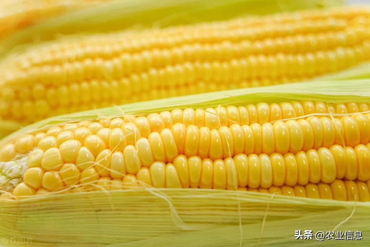 转基因玉米能吃吗(如何识别转基因玉米)