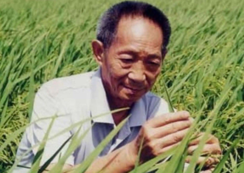 杂交水稻和普通水稻的区别