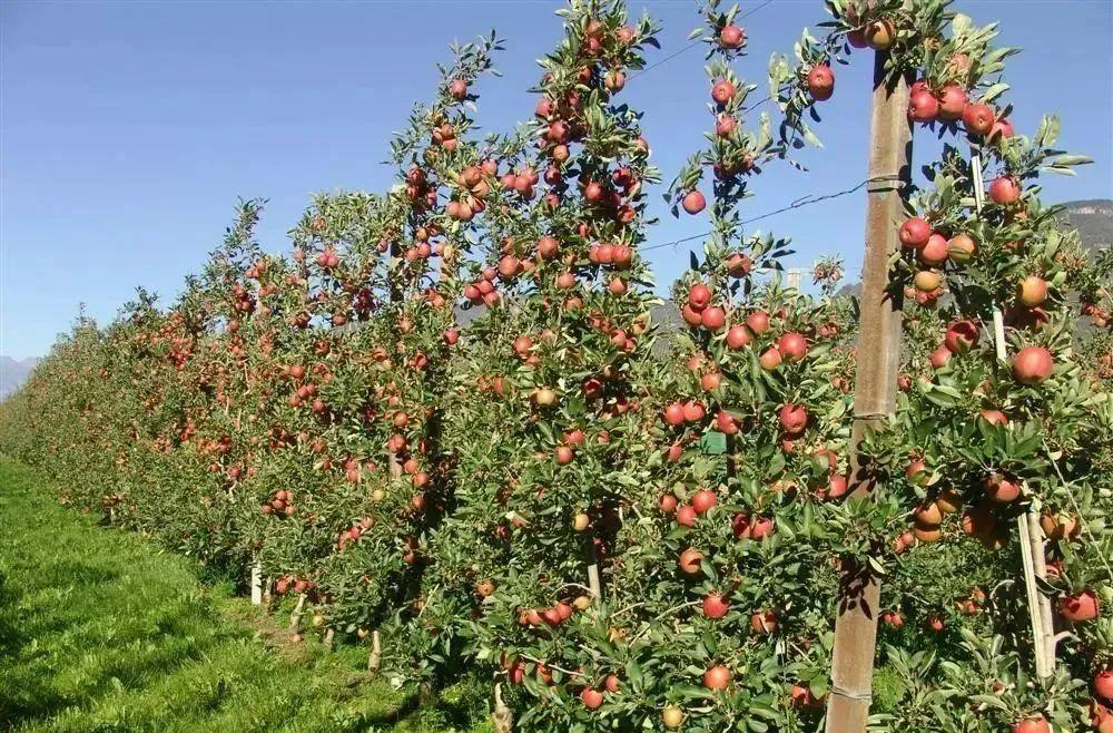 果树栽培技术方法(果树的种植与管理技术)