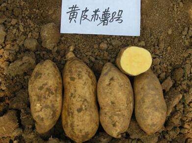 亩产万斤的红薯品种有哪些