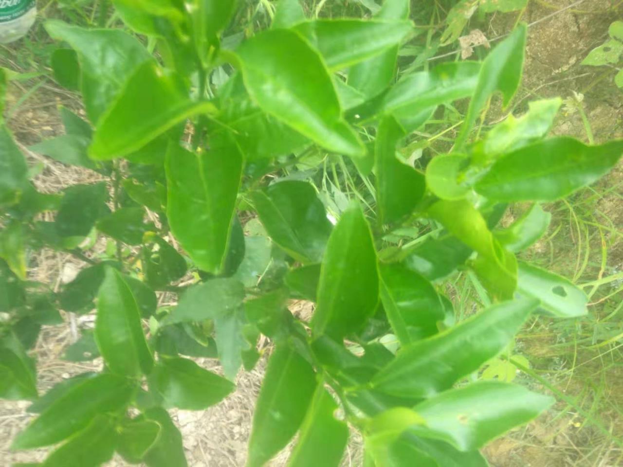脐橙结果枝和营养枝(一年脐橙幼树如何修剪)