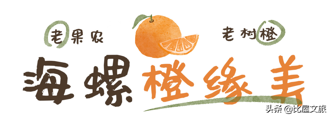 信丰脐橙苗哪里最好(种橙30年，信丰老果农和老树橙，一起慢慢变老了…)
