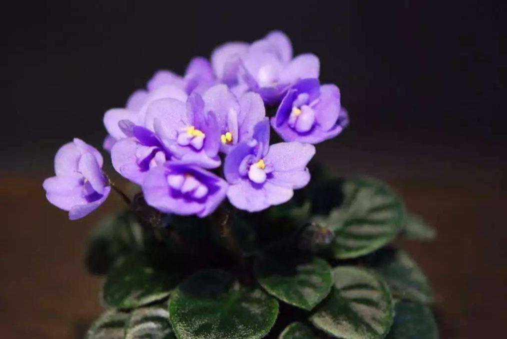紫罗兰怎么养(做好这几点，让其枝繁叶茂，花开爆盆)-安远脐橙