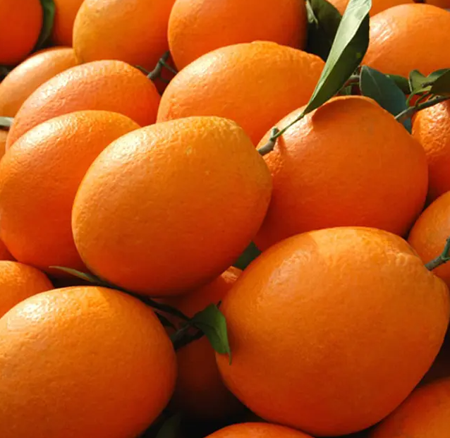 脐橙种植对土壤的要求(脐橙种植条件)