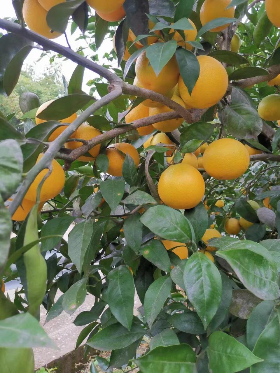 脐橙树用什么肥料最好(掌握果树施肥技巧，来年才能丰产稳产)