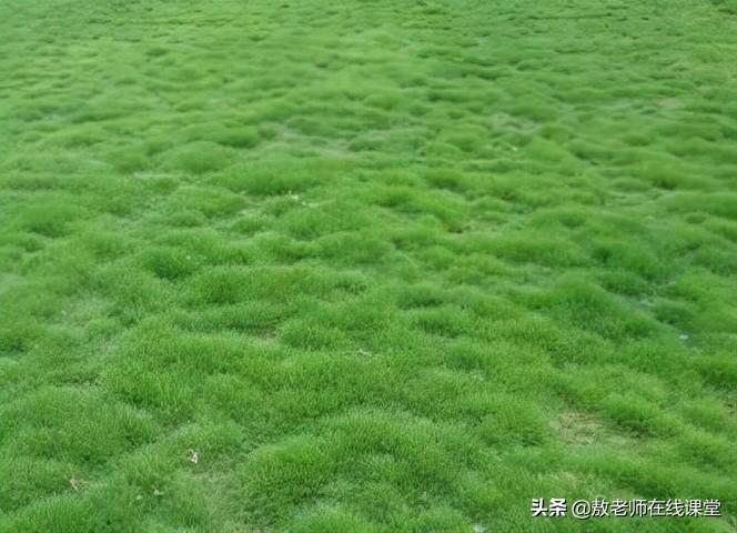 台湾草优缺点(开放型场所的美化植物)