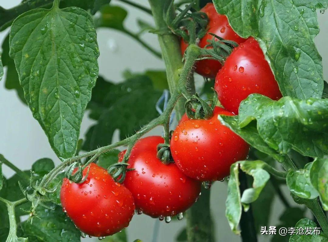 番茄是水果还是蔬菜(放几个星期都不坏？口感不沙也不甜？)