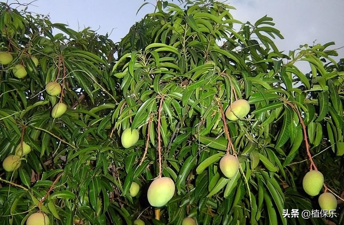 氯吡脲的作用及使用方法(氯吡脲在果树上的使用)