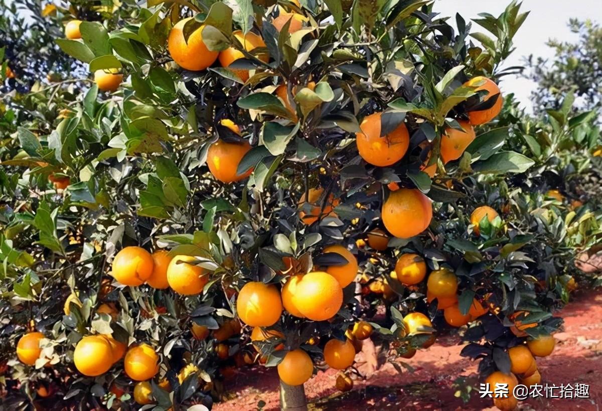 最贵的脐橙品种(橙界“天花板”，收购一斤12元)-安远脐橙