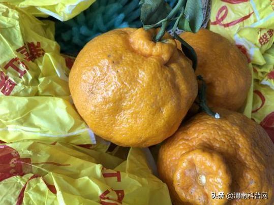 橘子的果实结构特点是什么-安远脐橙