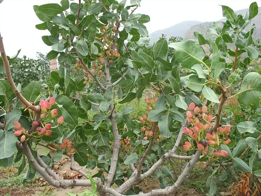 开心果树种植(农村农民为什么不大批种植？)