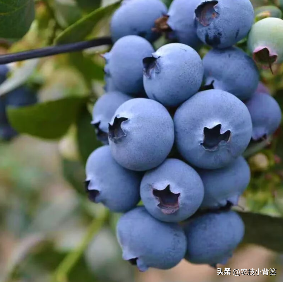 蓝莓种植需要什么条件(蓝莓种植方法盆栽)