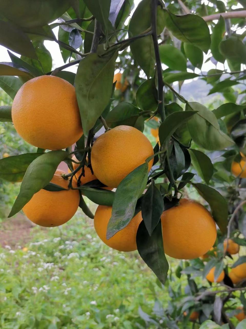 脐橙树用什么肥料最好(掌握果树施肥技巧，来年才能丰产稳产)