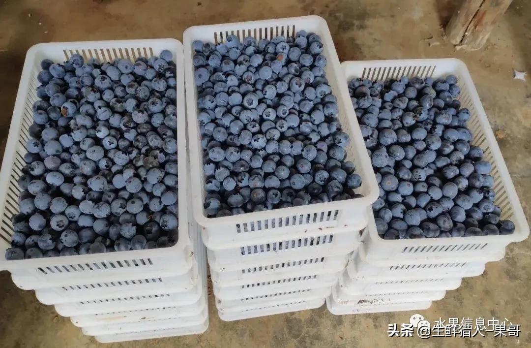 蓝莓产地主要在哪个省(春季的“高端水果”熟了！你品尝了吗？)