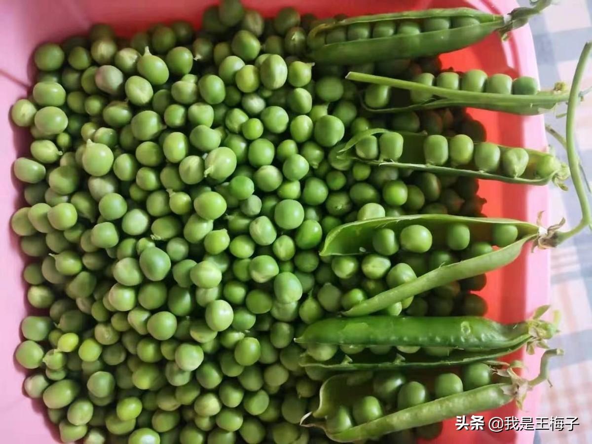 青豌豆的功效与作用(多吃这道菜，补充维生素，抵抗力强恢复快)