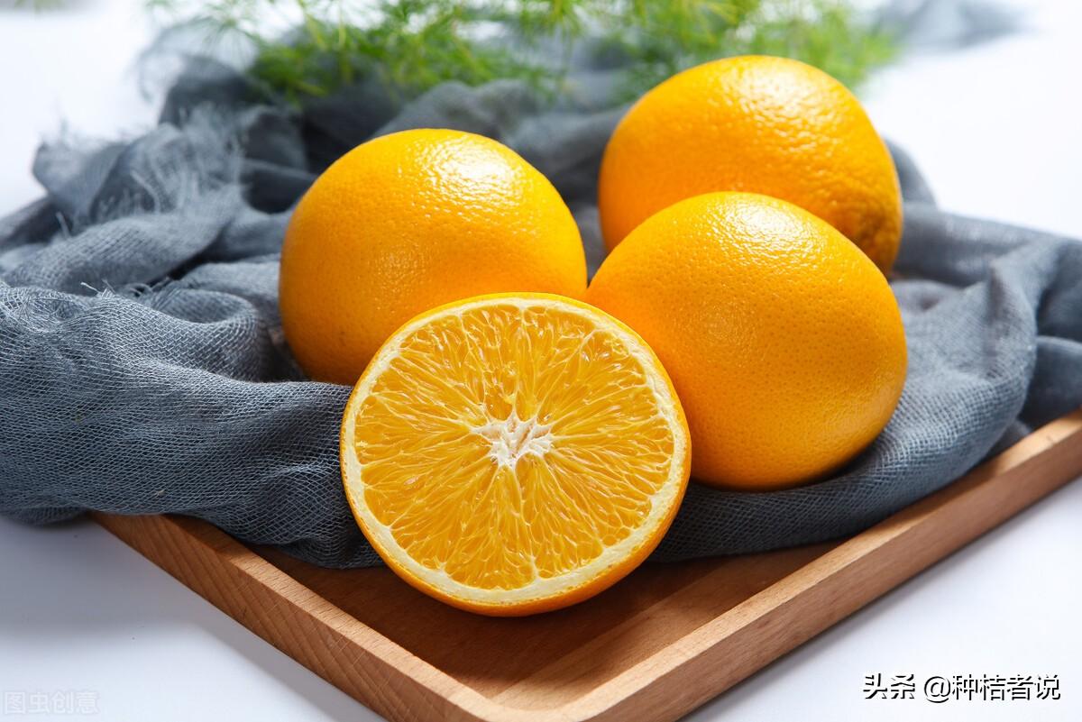 纽荷尔脐橙的优点缺点(在“异乡”大放光彩的柑橘品种)