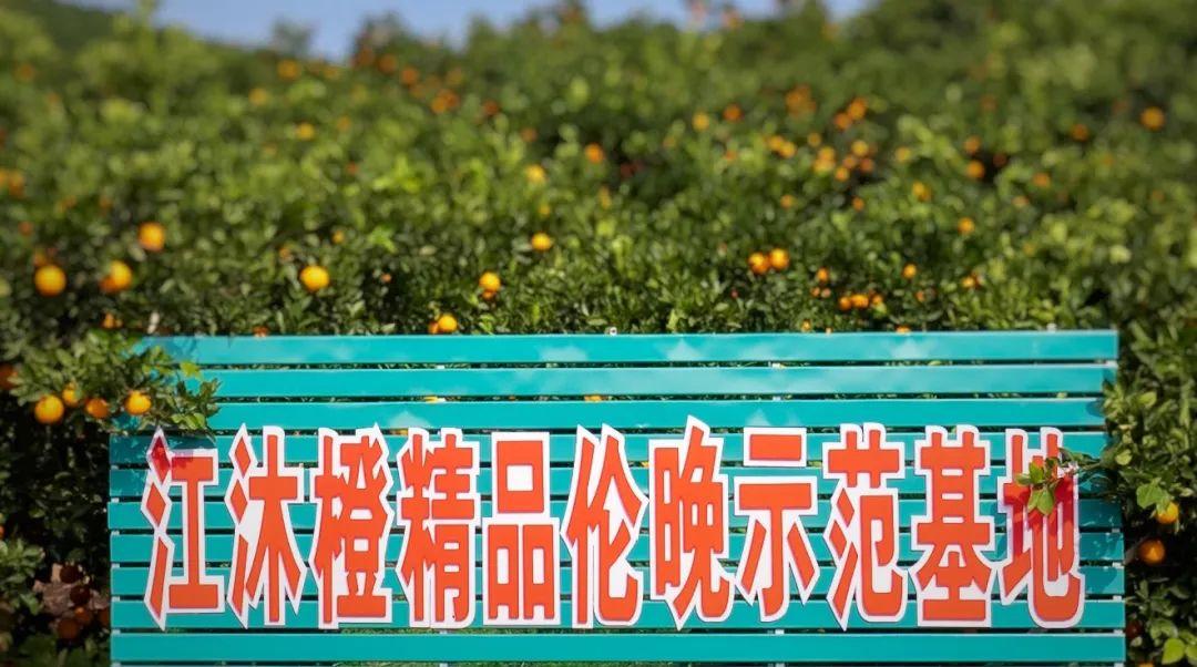 中国脐橙之乡-脐橙的天花板究竟是哪个