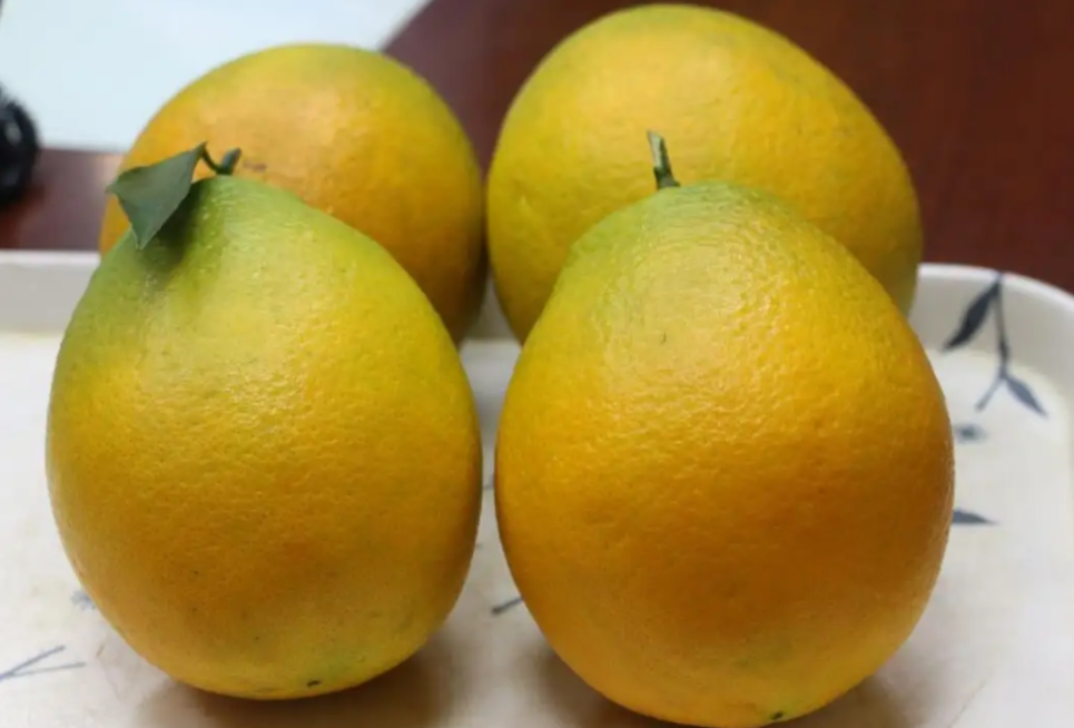 青秋脐橙的优点和缺点(“青秋”区域试验初报)