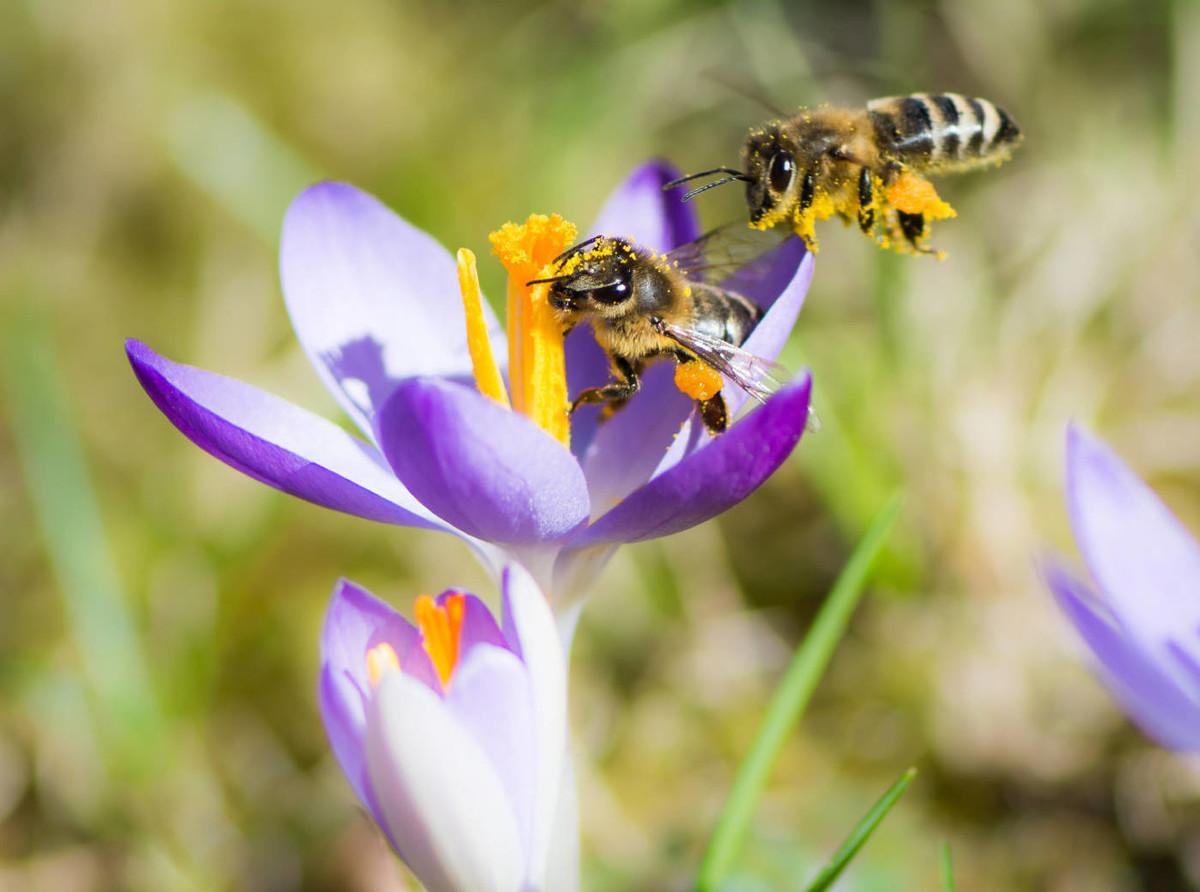 蜜蜂的习性(寡食性、群居性和社会性)