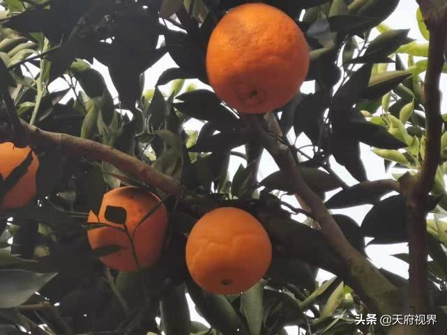 金堂脐橙什么时候成熟(“橙”香四溢忙丰收 初冬采摘正当时)