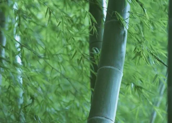 竹子的品质(一种精神品格的象征)