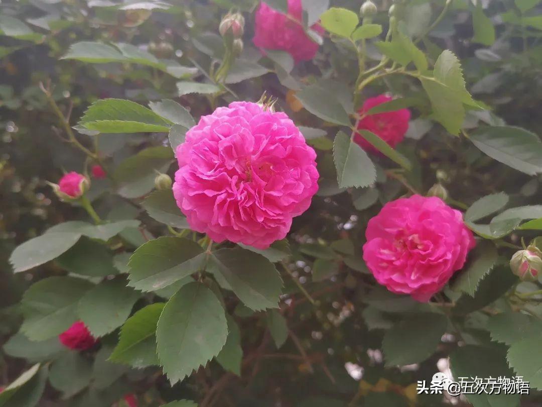 蔷薇花有什么特点(“开花”艳丽很耐看！)